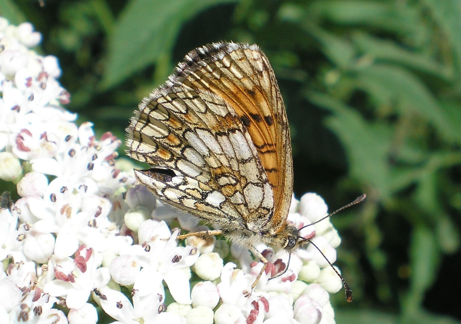 aiuto id Melitaea